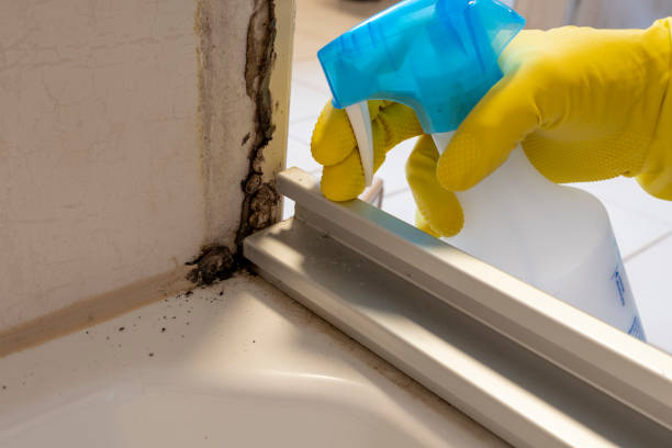 Home Mold Removal in Highland Heights, OH