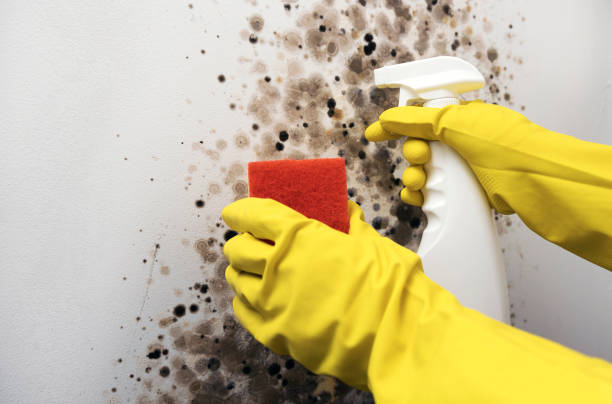 Crawl Space Mold Removal in Highland Heights, OH